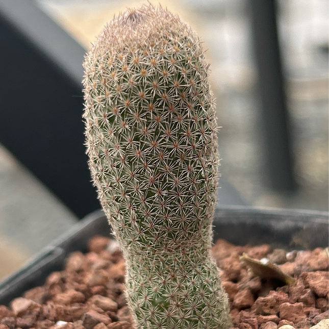 Epithelantha polycephala