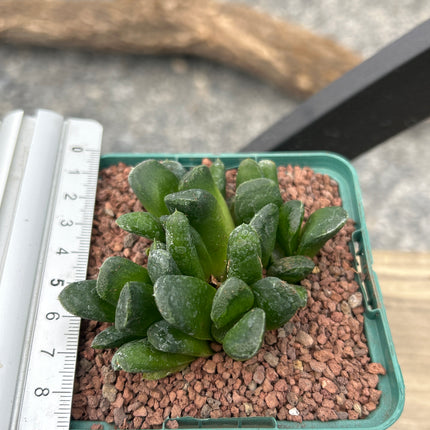 Haworthia 'Sizunami'