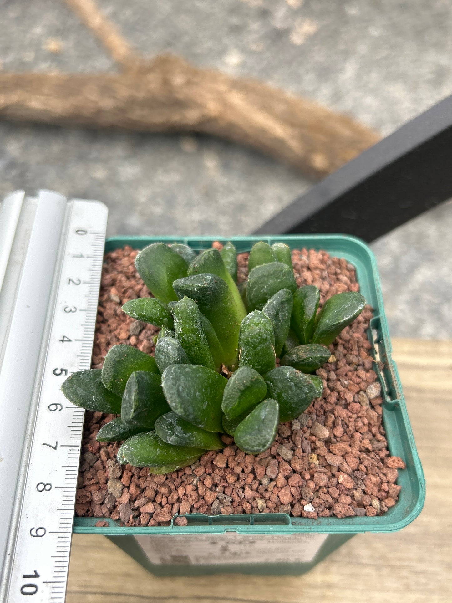 Haworthia 'Sizunami'