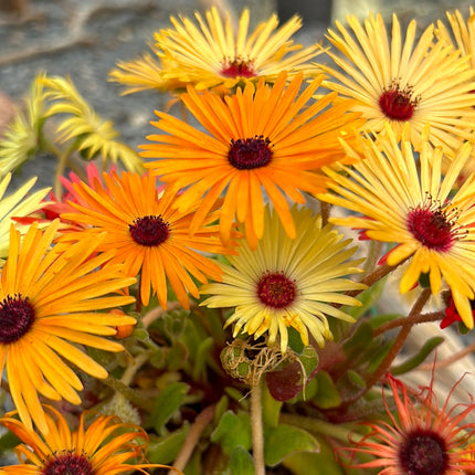 Dorotheanthus bellidiformis