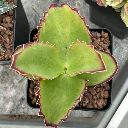 kalanchoe synsepala