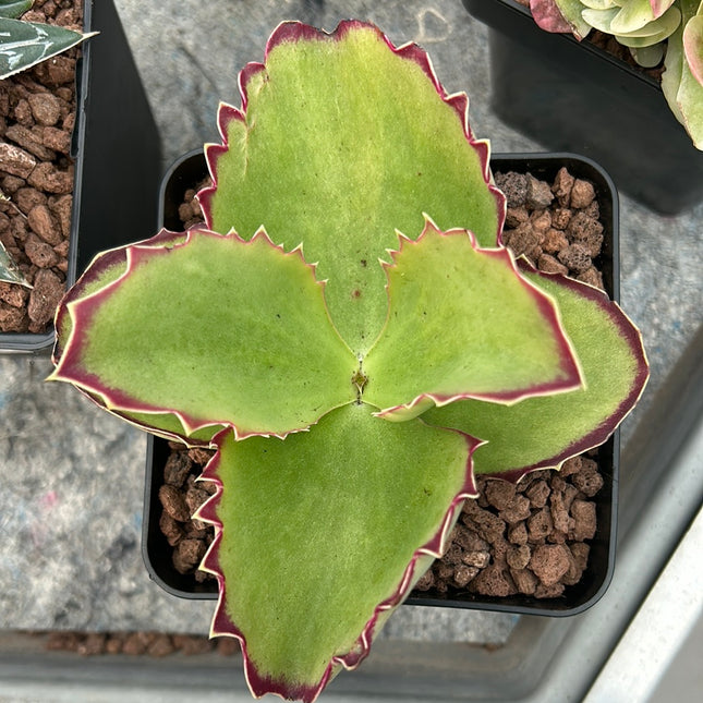 kalanchoe synsepala