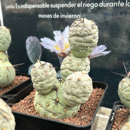 Tephrocactus geometricus (Huevos de Dragón)