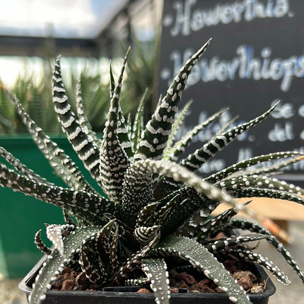 Haworthiopsis 'Krausli'