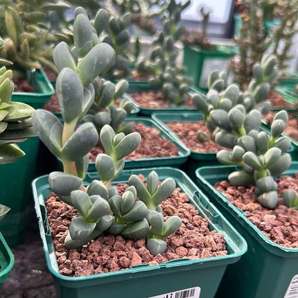 Corpuscularia lehmanni