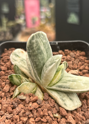 Gasteria Lebenslauf. Sakura Fuji
