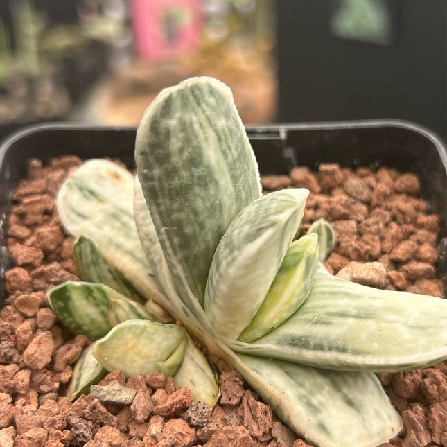 Gasteria cv. Sakura Fuji