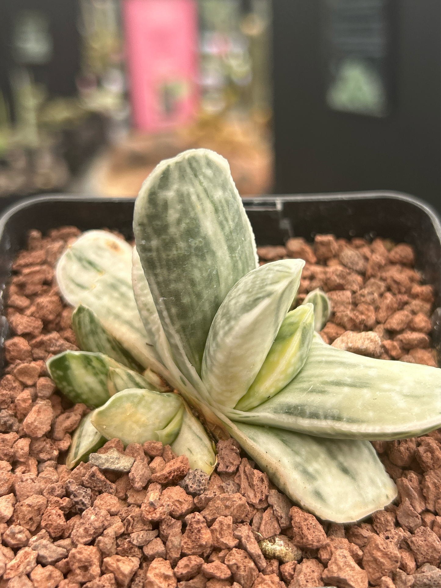 Gasteria Lebenslauf. Sakura Fuji