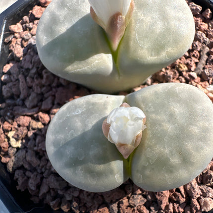 Lithops karasmontana ‘Opalina’ C169