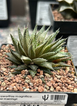 Haworthia meiringii