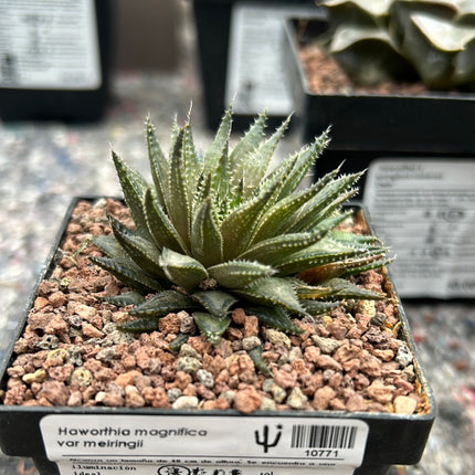 Haworthia meiringii