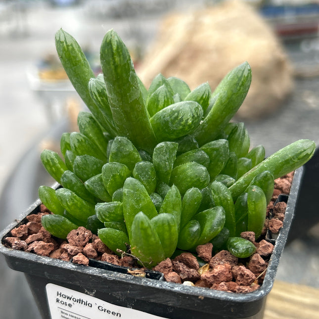 Haworthia 'Green Rose'