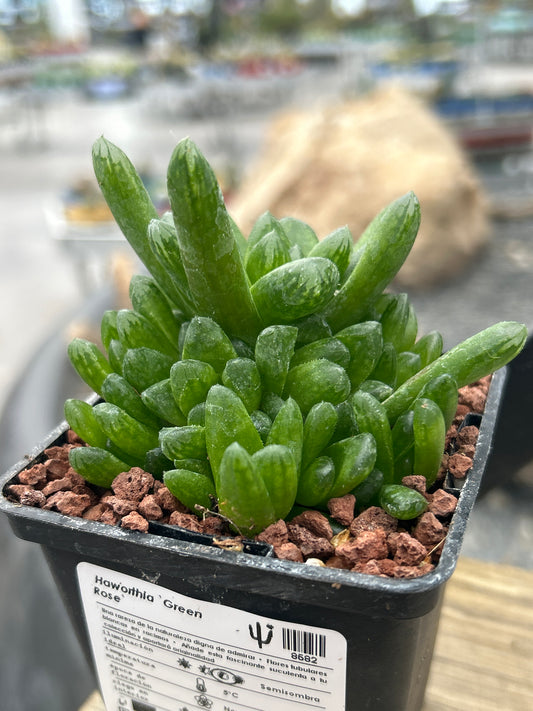 Haworthia 'Green Rose'