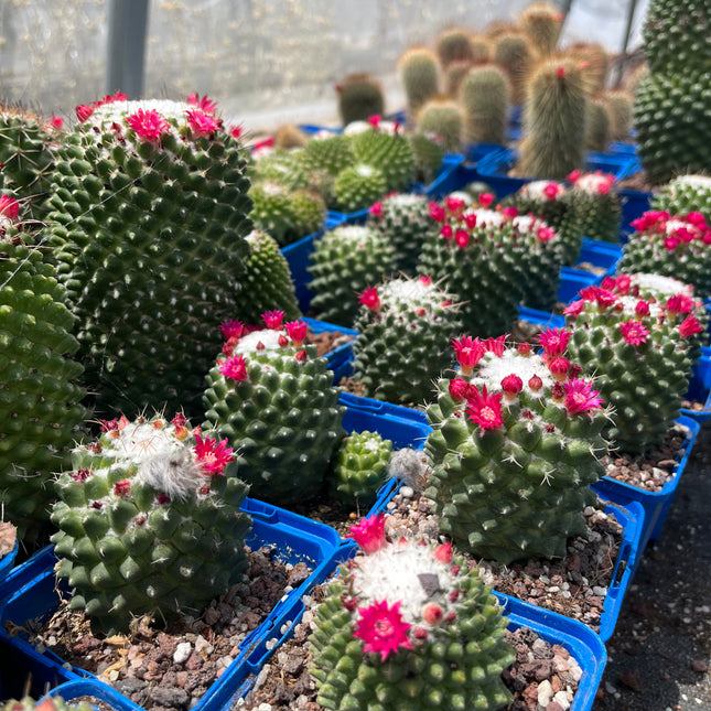 Mammillaria polythele "toluca"