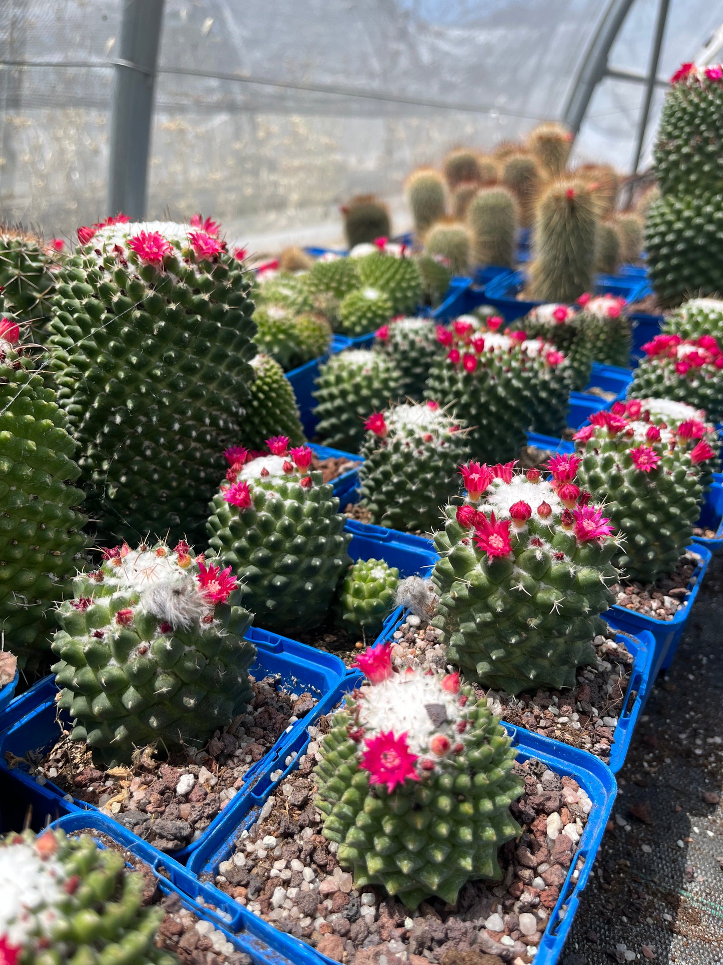 Mammillaria polythele "toluca"