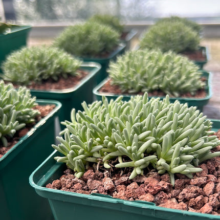 Delosperma sphalmantoides