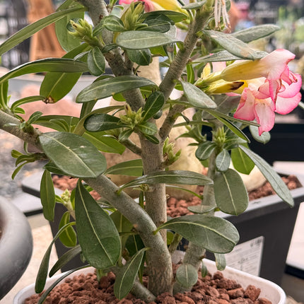 Adenium obesum