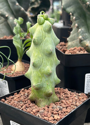 Myrtillocactus geometrizans cv Fukurokuryuzinboku (Teta Cactus)