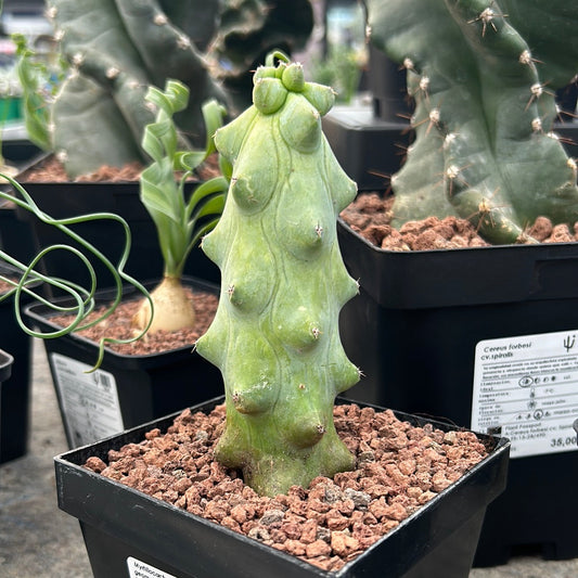 Myrtillocactus geometrizans cv Fukurokuryuzinboku (Cactus Teta)