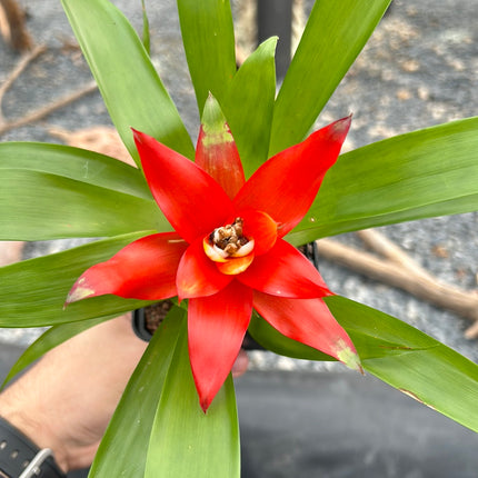 Guzmania lingulata