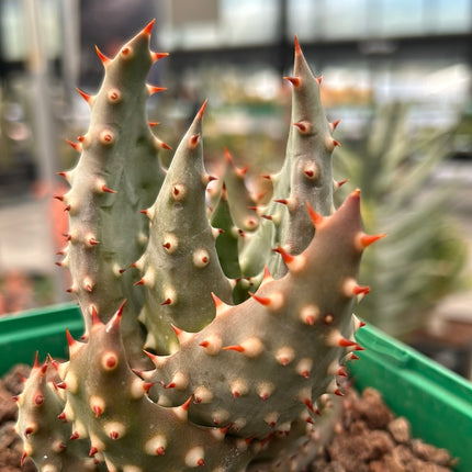 Aloe marlothii