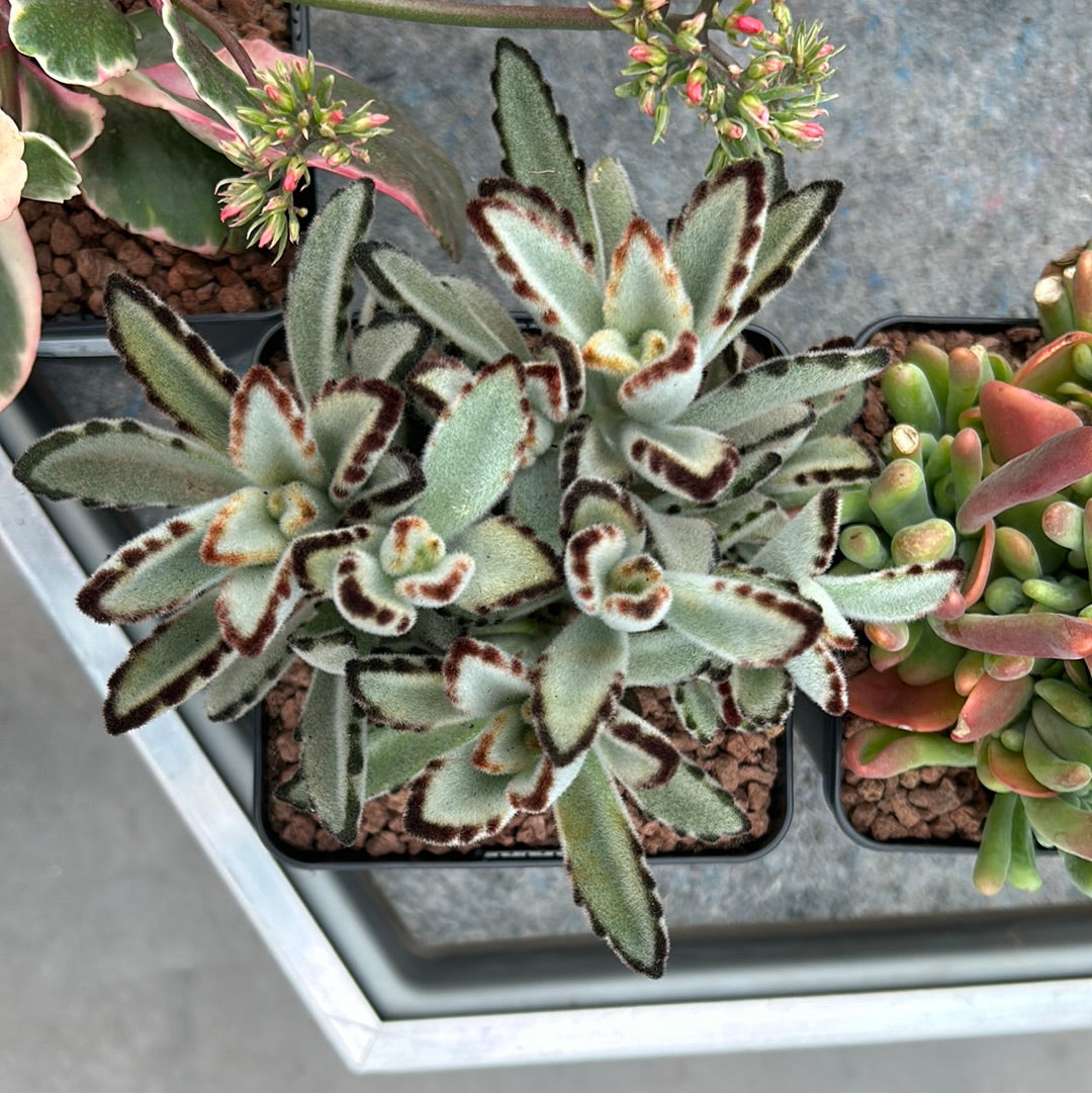 Kalanchoe tomentosa