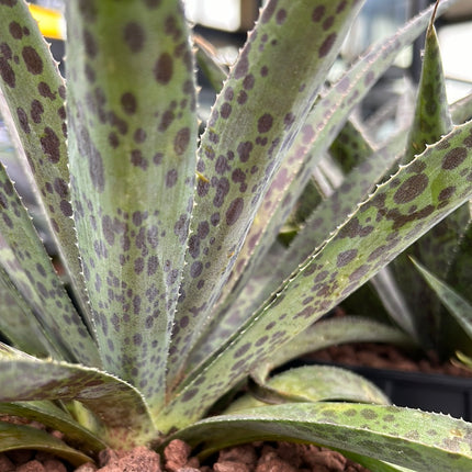 x Mangave ‘Pineapple Express’