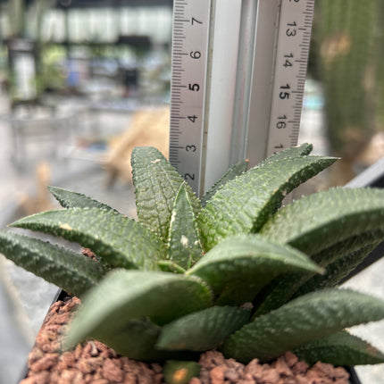 Haworthiopsis granulata var. schoemanii