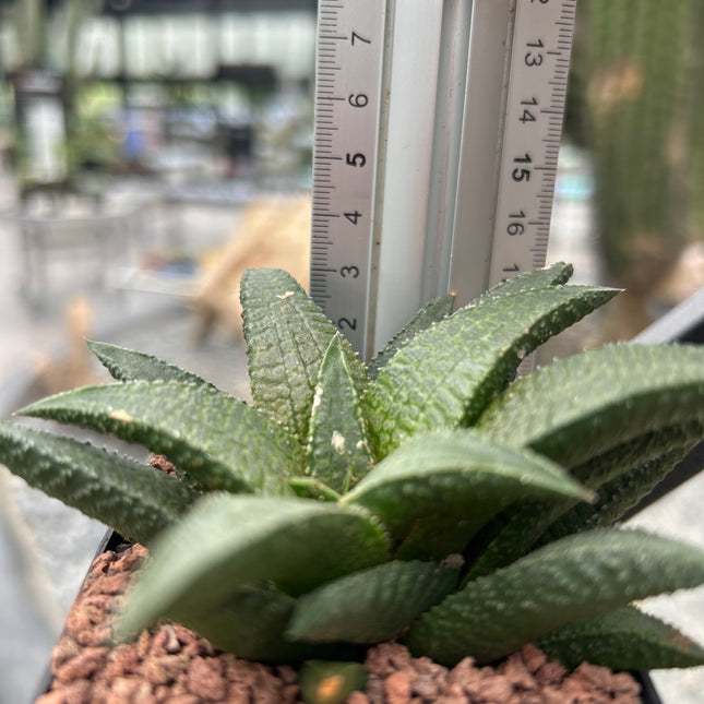 Haworthiopsis granulata var. schoemanii