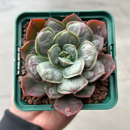 Echeveria 'Rain Drops'