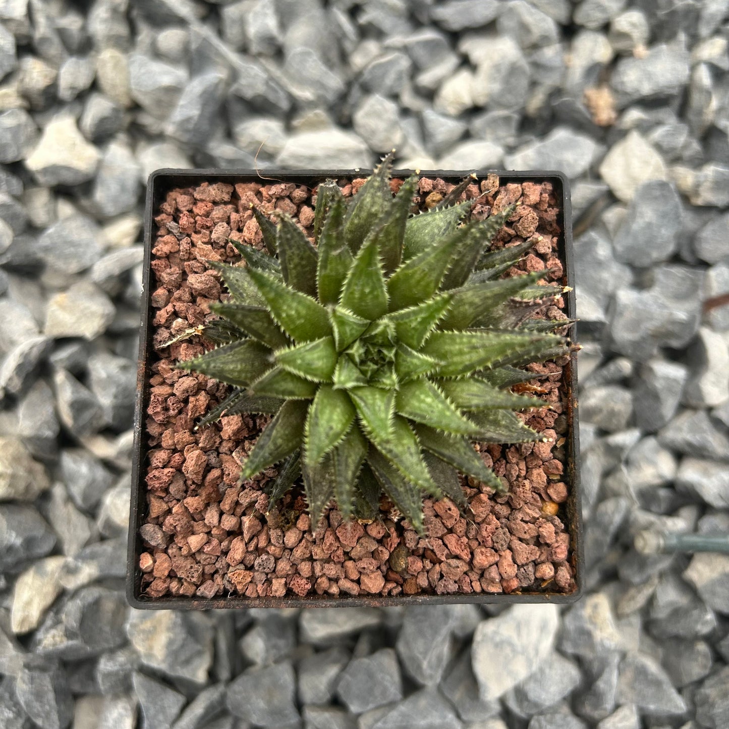 Haworthia herbacea var. flaccida