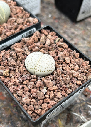 Dinteranthus wilmotianus