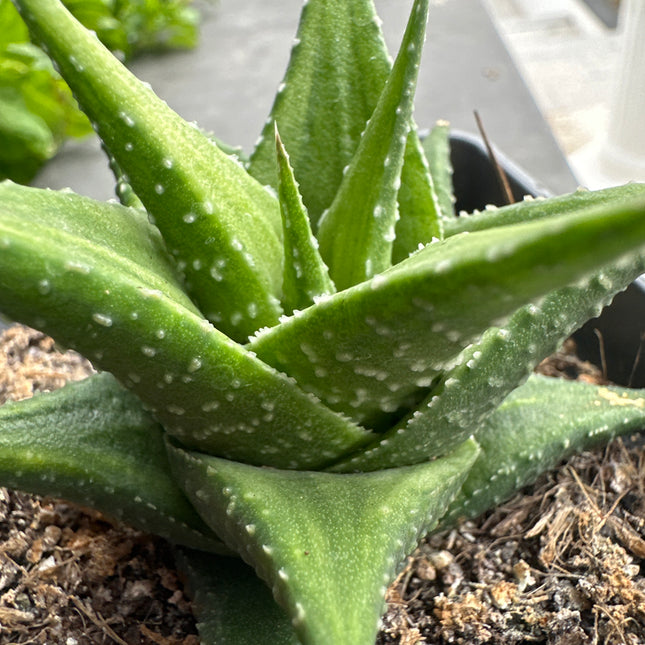 Haworthiopsis fasciata var. browniana