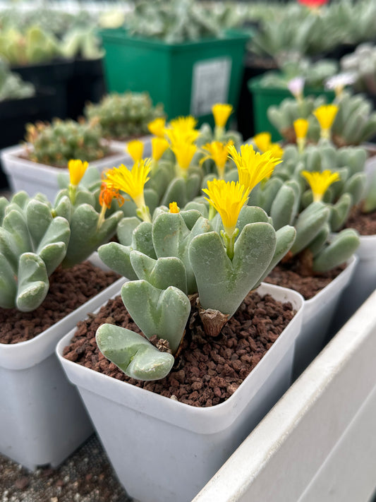 Conophytum bilobum