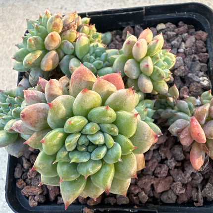 X Graptoveria 'Purple Dreams' | El sueño violeta