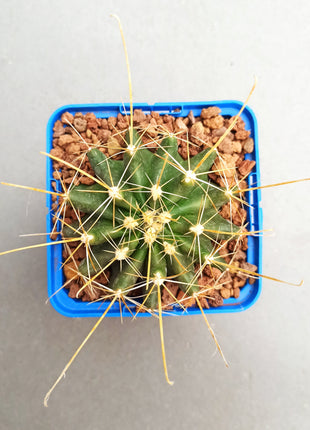 Hamatocactus hamatacanthus