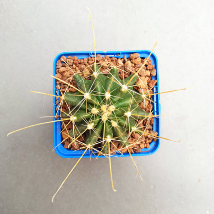 Hamatocactus hamatacanthus