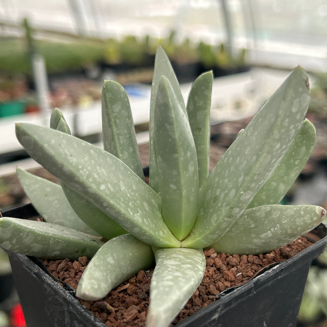 Cheiridopsis rostrata