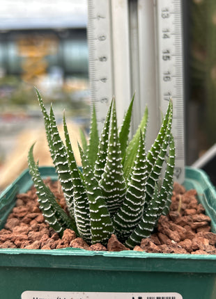 Haworthiopsis fasciata 'S' and 'M'