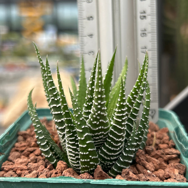 Haworthiopsis fasciata