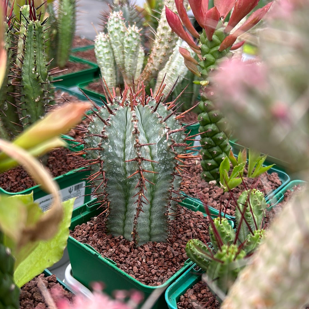 Desert PACK Euphorbias 4x3