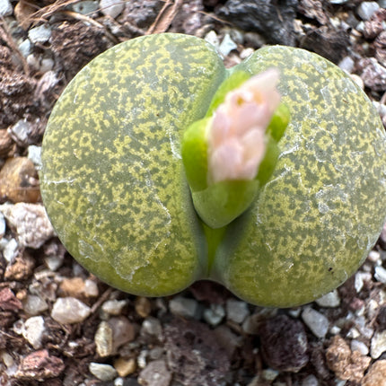 Lithops lesliei C036A ‘Albinica’
