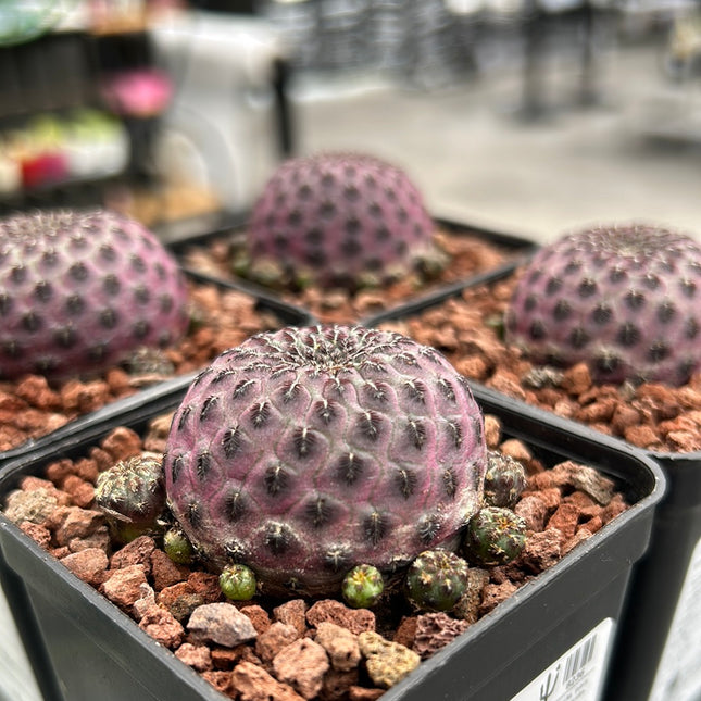 Weingartia rauschii f. violacidermis