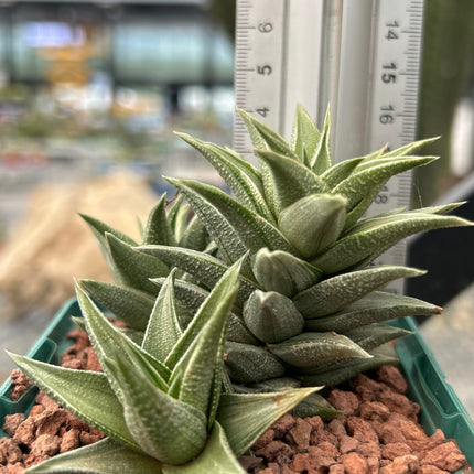 Haworthiopsis tortuosa 'Grauer Stern'