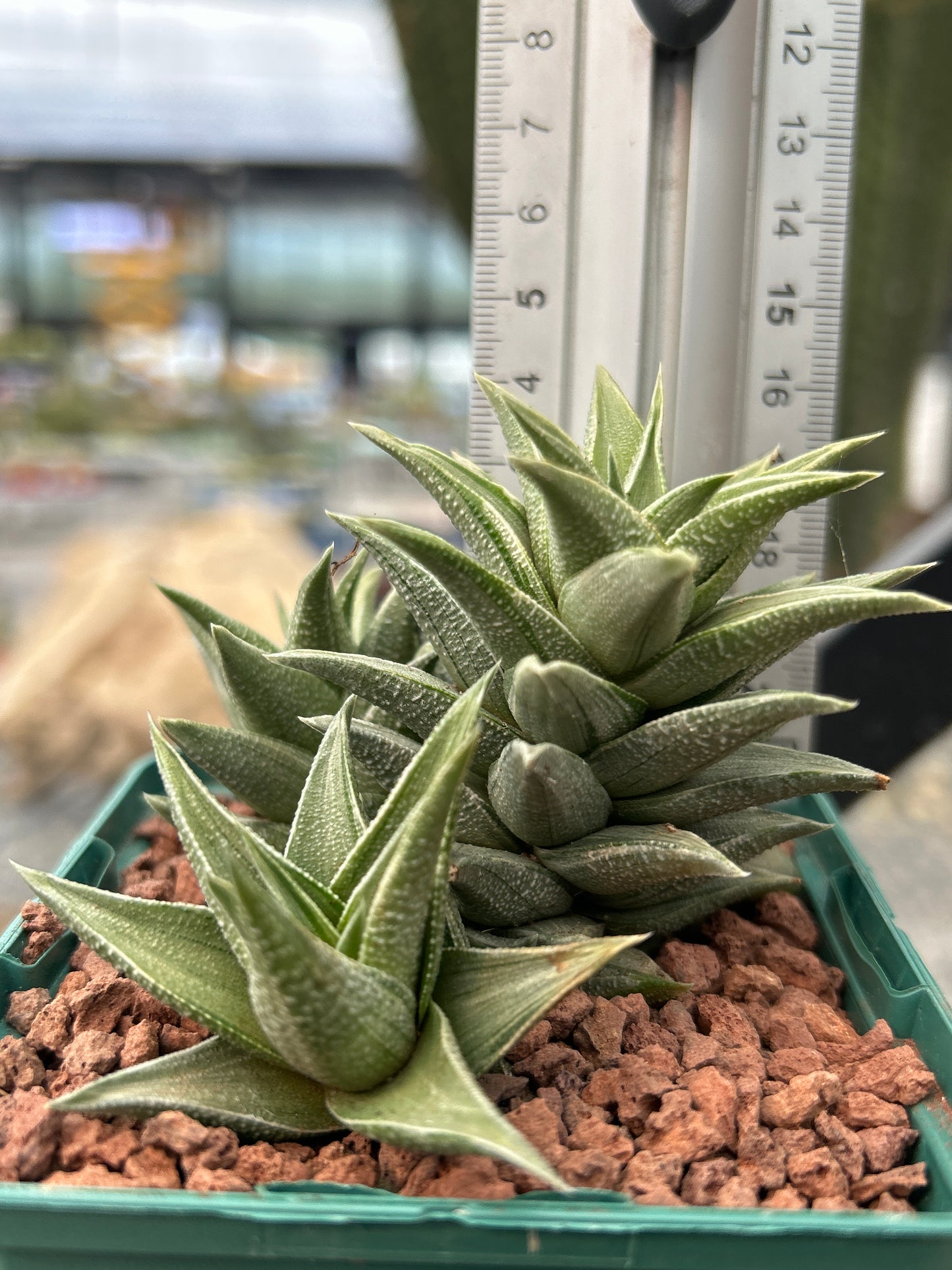 Haworthiopsis tortuosa 'Grey star'