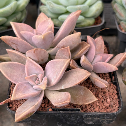Graptopetalum paraguayense