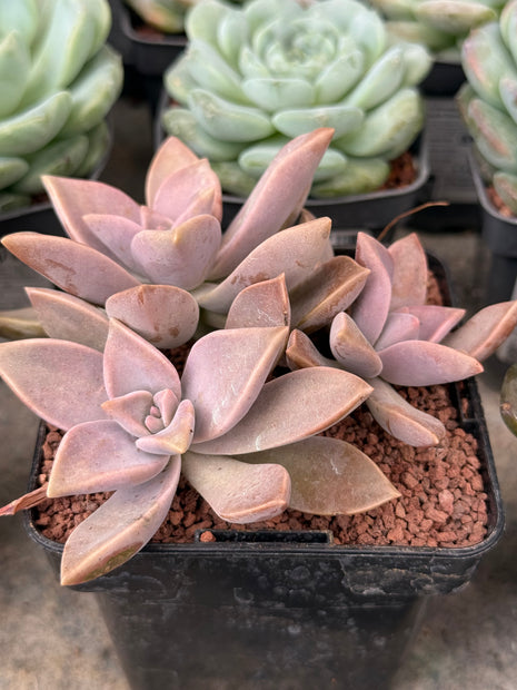 Graptopetalum paraguayense