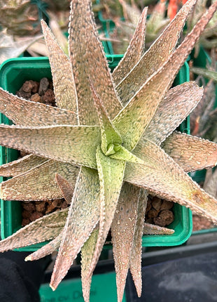 Aloe 'Lotus silver'
