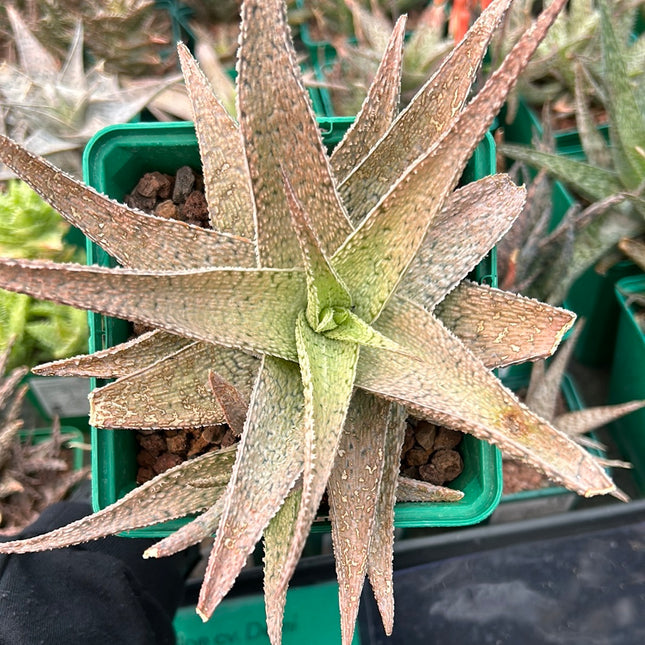 Aloe 'Lotus silver'