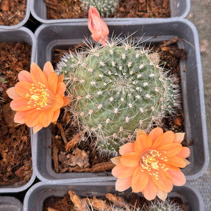 Rebutia minuscula